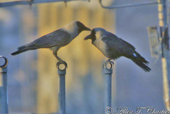 Corvus splendens