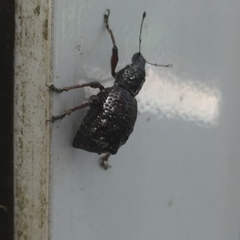 Megalometides discors