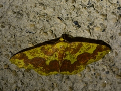 Periclina
