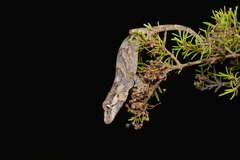 Rhacodactylus auriculatus
