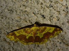 Periclina