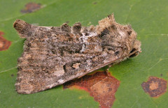 Oligia chlorostigma