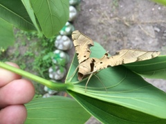 Protambulyx strigilis