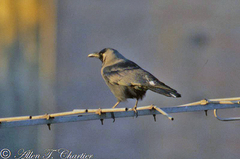 Corvus splendens