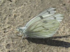 Pontia occidentalis