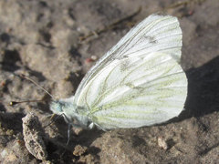 Pontia occidentalis