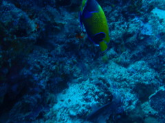 Pomacanthus navarchus