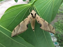 Protambulyx strigilis