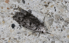 Lichenaula onychotypa