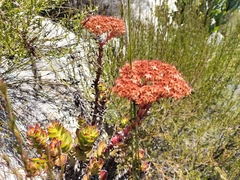 Crassula undulata