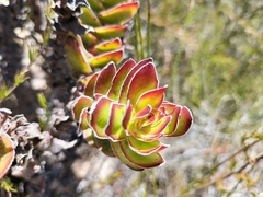 Crassula undulata