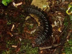 Nyssodesmus