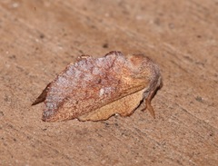 Phyllodesma occidentis