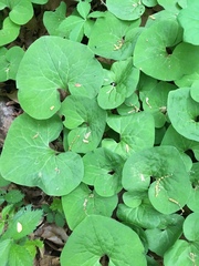 Asarum canadense