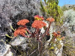 Crassula undulata