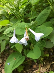 Mertensia virginica