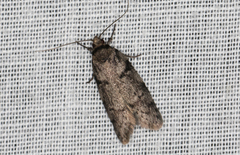 Palimmeces hemiphanes