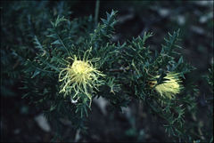 Banksia armata