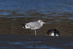 Larus argentatus