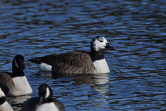 Branta canadensis