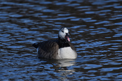 Branta canadensis