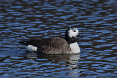Branta canadensis