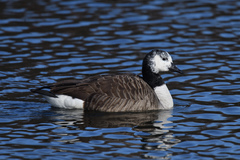 Branta canadensis
