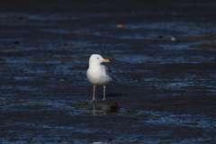 Larus argentatus