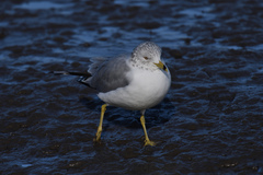 Larus delawarensis