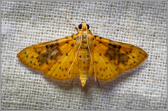 Conogethes semifascialis