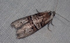 Decodes macdunnoughi