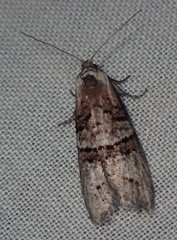 Decodes macdunnoughi