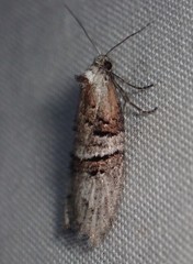 Decodes macdunnoughi