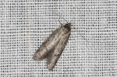 Palimmeces hemiphanes