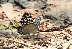 Hamadryas feronia