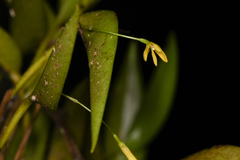 Pleurothallis arietina