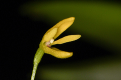 Pleurothallis arietina