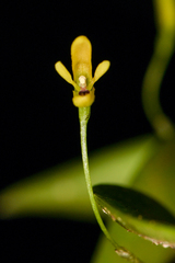 Pleurothallis arietina