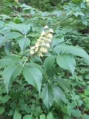 Aesculus glabra