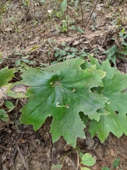 Psacalium poculiferum