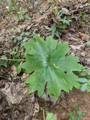 Psacalium poculiferum