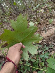 Psacalium poculiferum