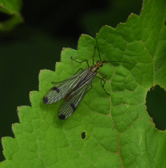 Panorpa bimacula