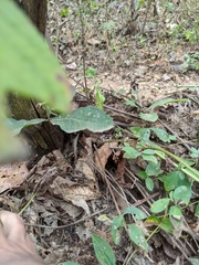 Psacalium poculiferum