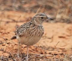 Mirafra hypermetra hypermetra