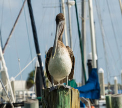 Pelecanus occidentalis