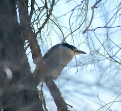 Nycticorax nycticorax