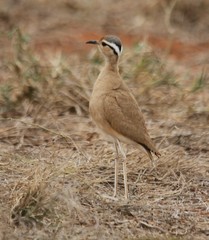 Cursorius somalensis