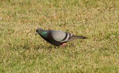 Columba livia