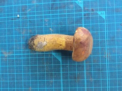 Boletus aurantiosplendens